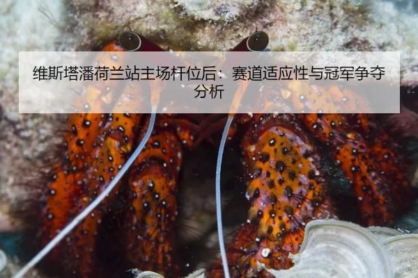 wei-si-ta-pan-he-lan-zhan-zhu-chang-gan-wei-hou-sai-dao-shi-ying-xing-yu-guan-jun-zheng-duo-fen-xi-2-169.jpg